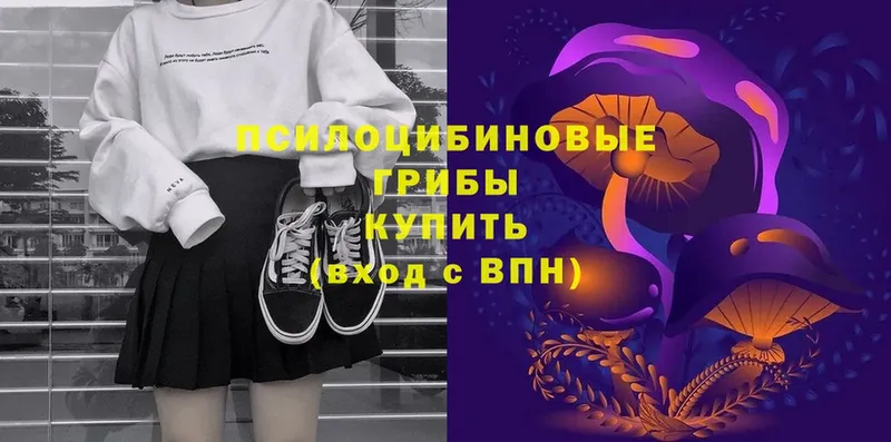 Псилоцибиновые грибы Psilocybe  Дорогобуж 